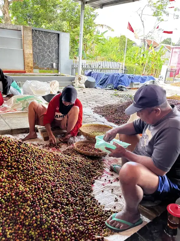 AGA Agriculture post-harvest coffee documentation – photo 1.