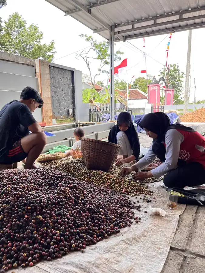 AGA Agriculture post-harvest coffee documentation – photo 2.