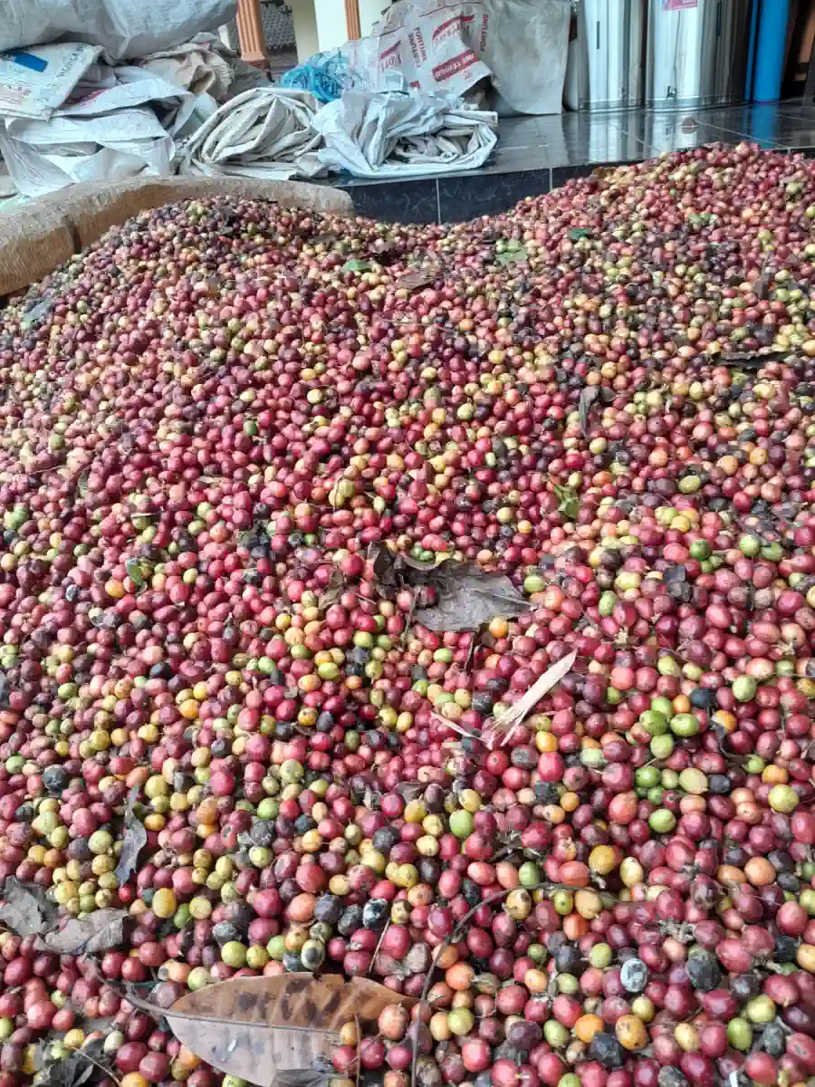 AGA Agriculture post-harvest coffee documentation – photo 3.