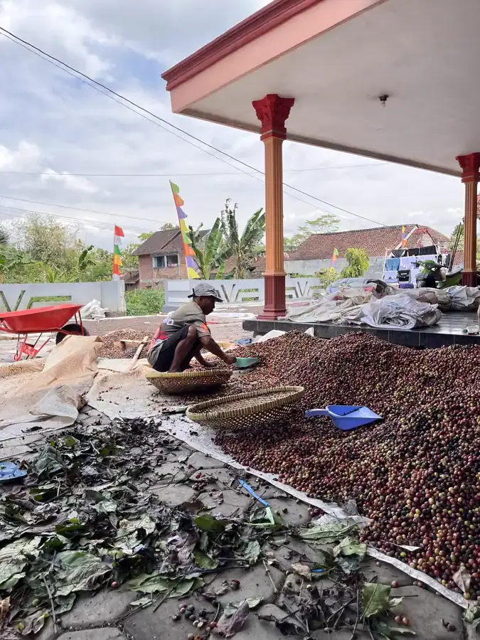 AGA Agriculture post-harvest coffee documentation – photo 4.