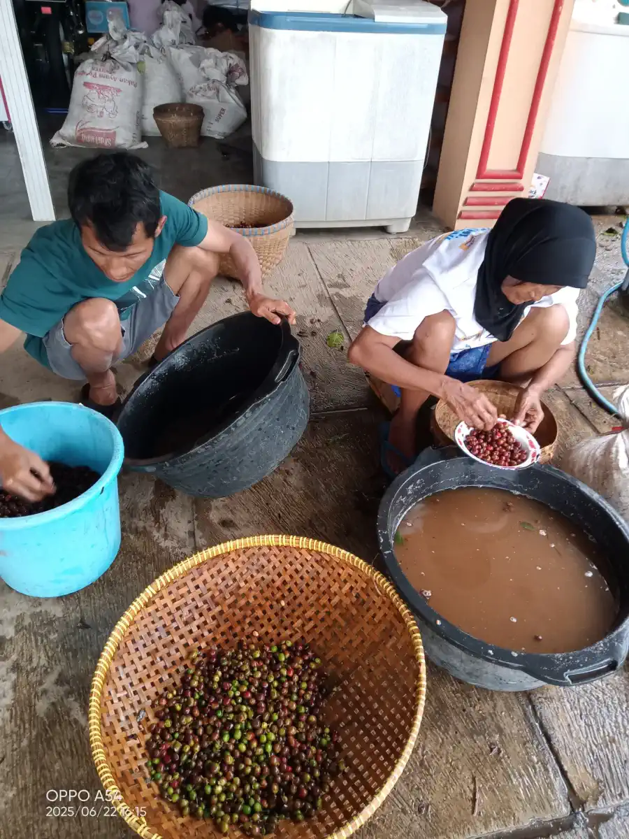 AGA Agriculture post-harvest coffee documentation – photo 8.