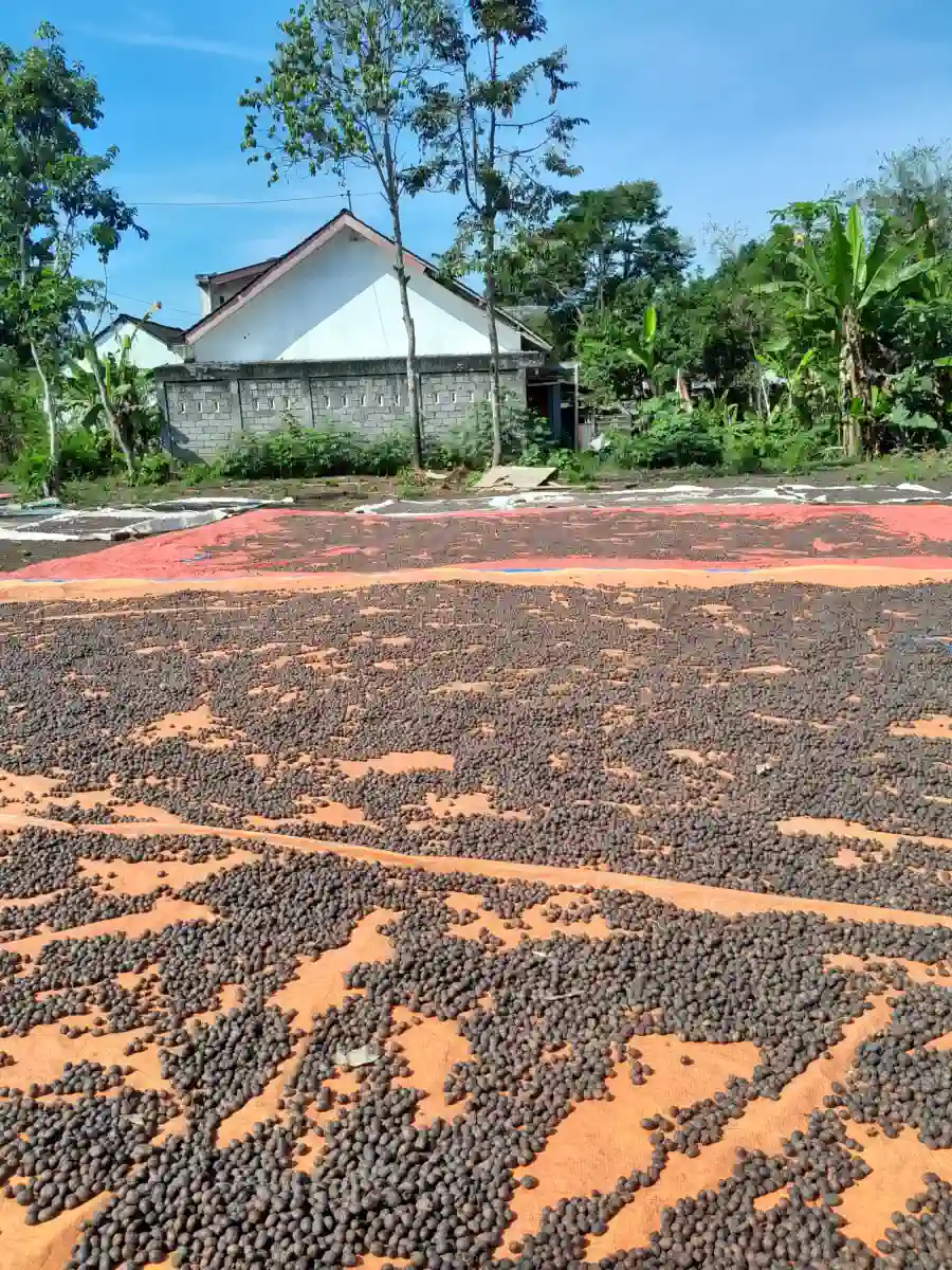 AGA Agriculture post-harvest coffee documentation – photo 15.