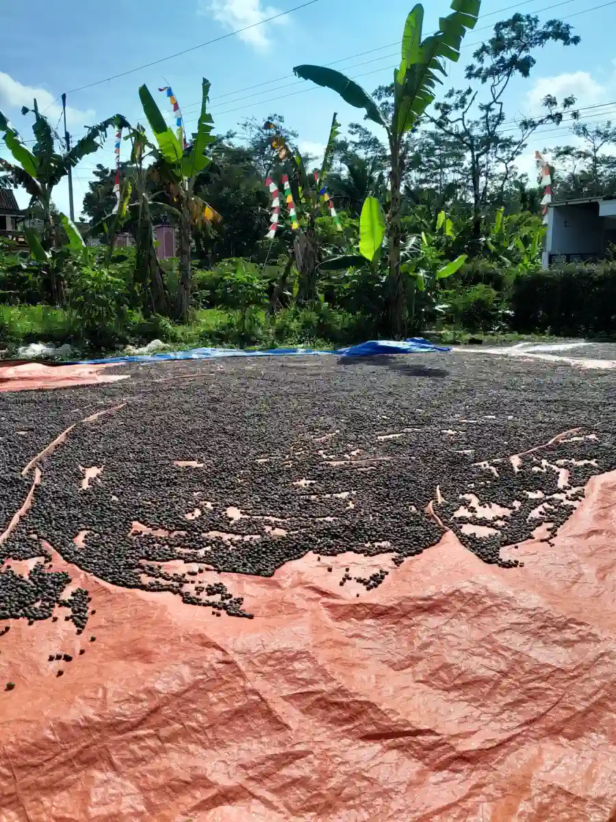 AGA Agriculture post-harvest coffee documentation – photo 17.