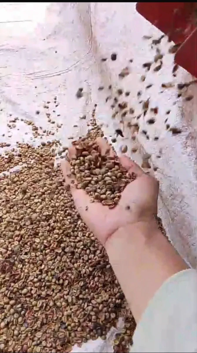 AGA Agriculture post-harvest coffee documentation – photo 22.