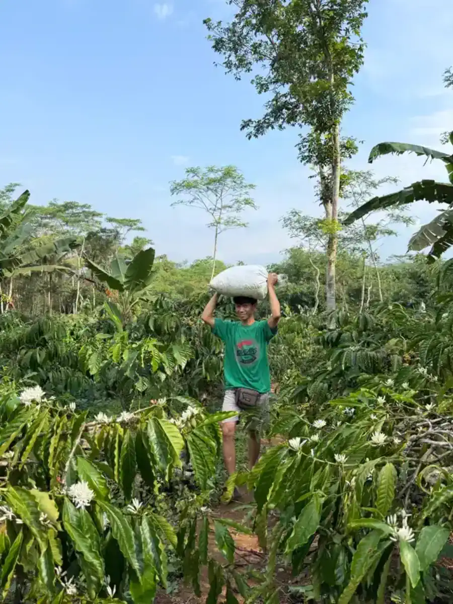 Farmer harvesting ripe red coffee cherries on the AGA Agriculture estate.