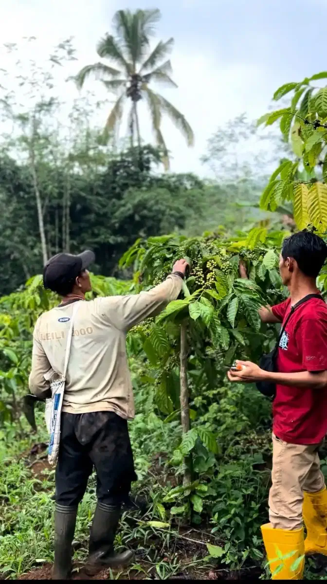 Farmer shouldering a basket of coffee cherries from the field.