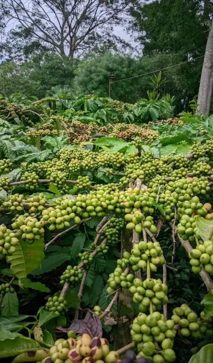 Coffee branch laden with ripe red cherries.