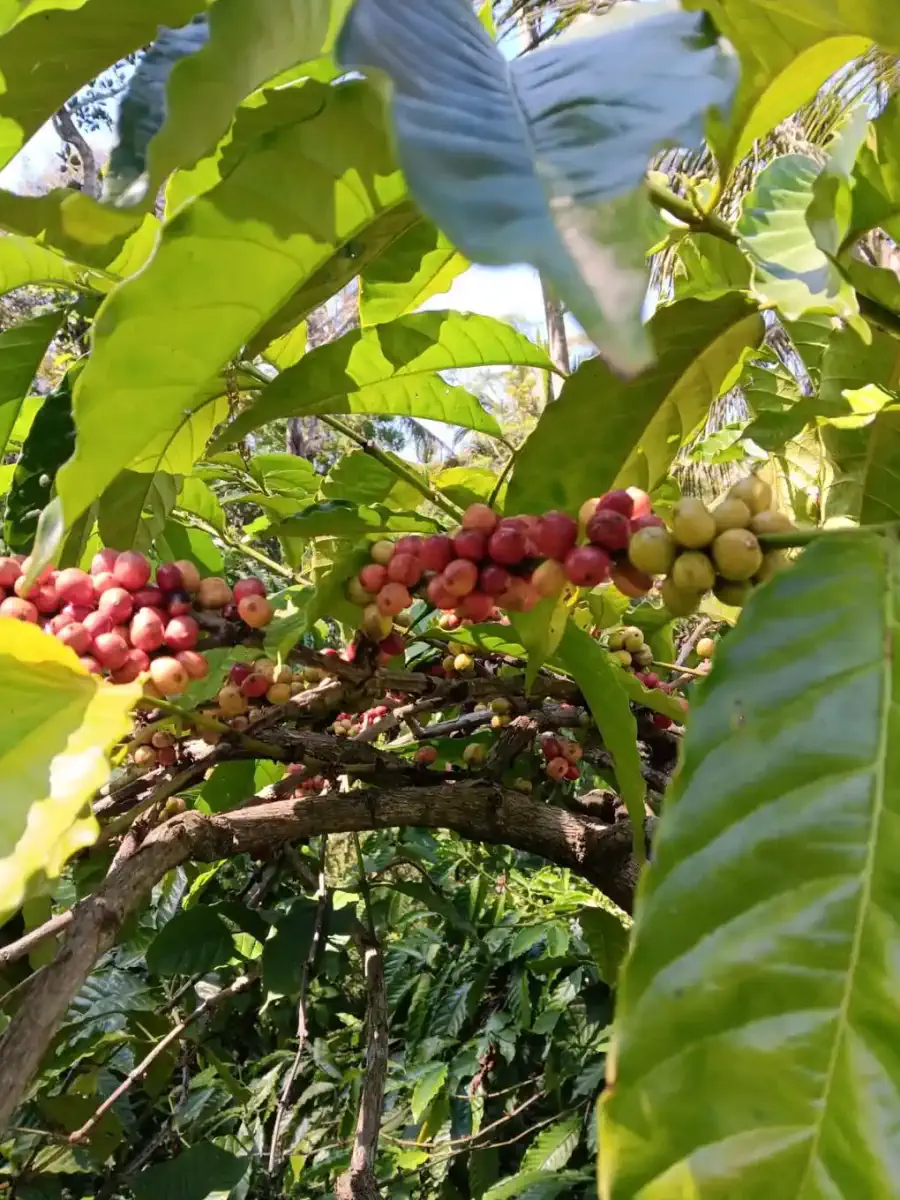 Coffee tree rows loaded with ripe red cherries.