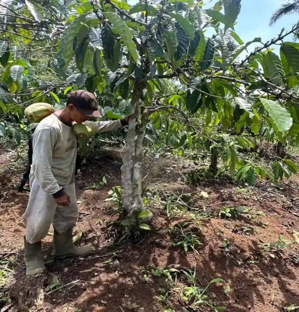 AGA Agriculture harvest documentation – photo 17.