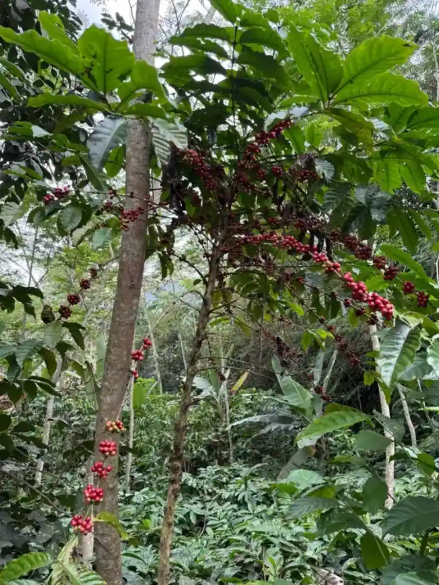 Inspecting coffee cherries still attached to the branch.