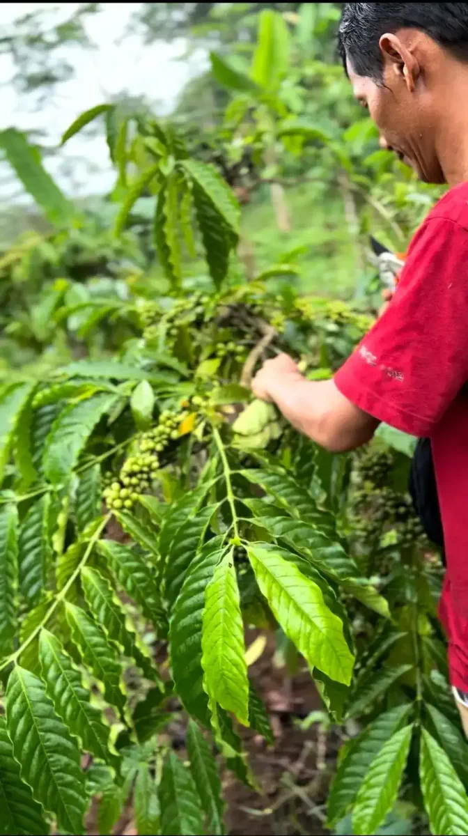 Close-up of vibrant red coffee cherries ready to pick.