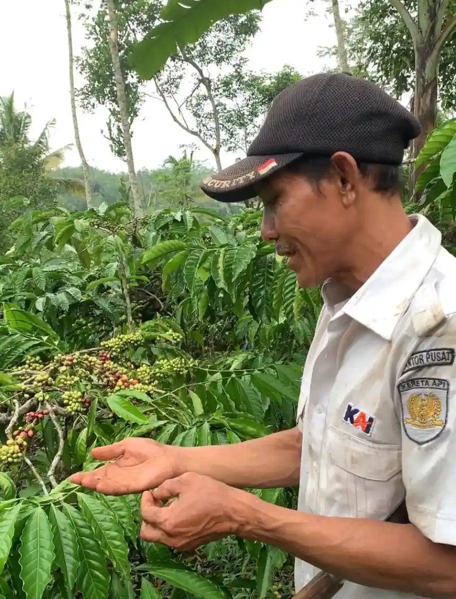 Farmer carrying a harvest basket through coffee trees.