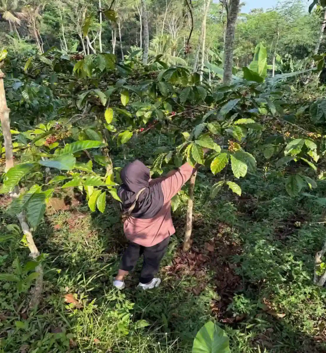 Hand picking ripe cherries directly from the branch.