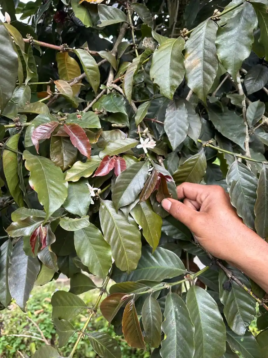 AGA Agriculture partner farmers selecting coffee cherries in the farm