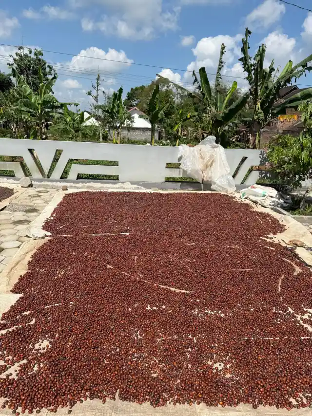 Coffee beans drying on raised beds