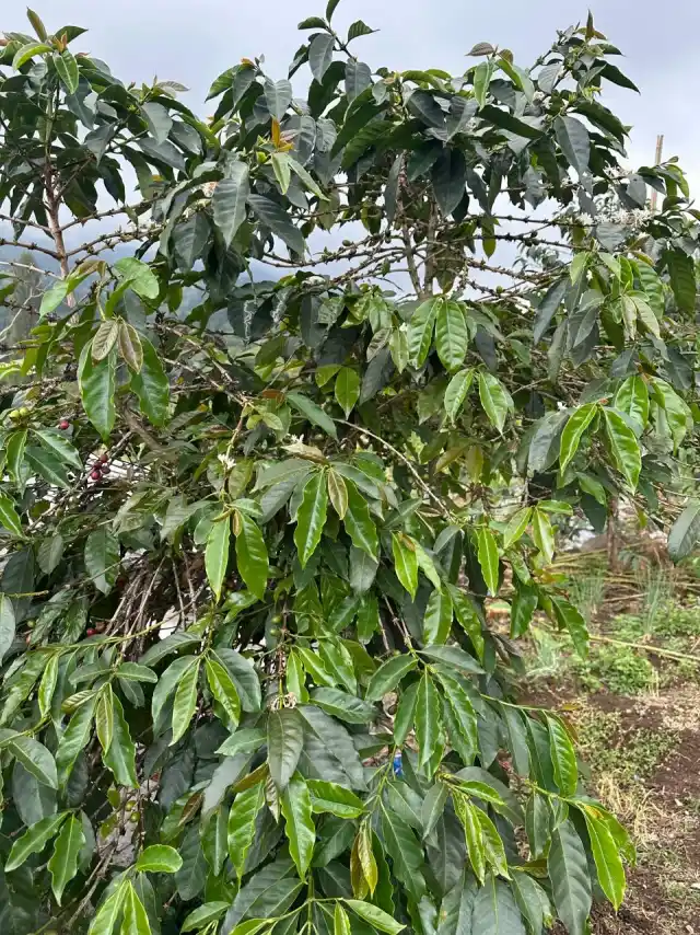 Cherry Arabica Andung Sari yang baru dipetik