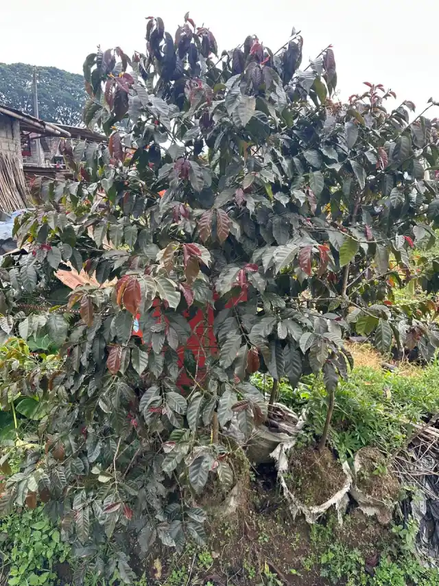 Green bean Arabica Java Typica di meja sortir