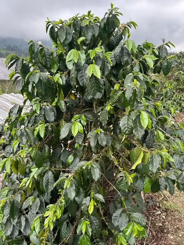 Cherry Arabica Kartika Sari siap panen