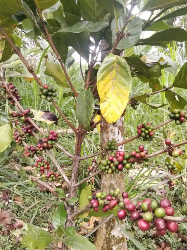 Green bean Liberica dan Excelsa hasil sortir