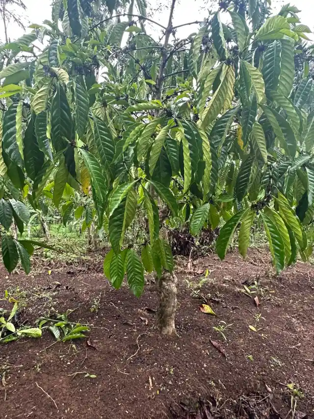 Biji Robusta BP-21 setelah proses penjemuran