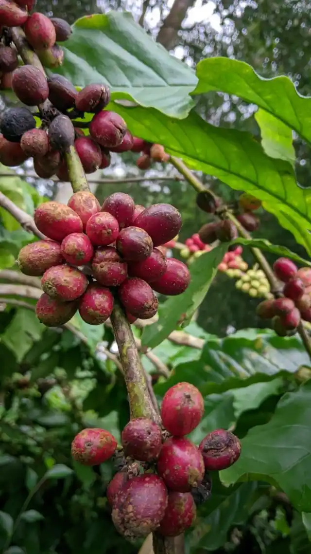Cherry Robusta Tugu Sari berwarna merah mengkilap