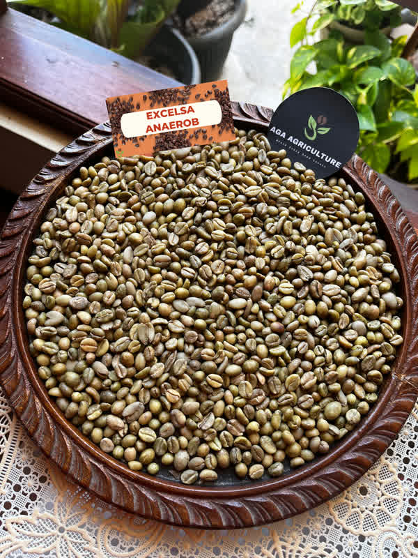 Excelsa Anaerob