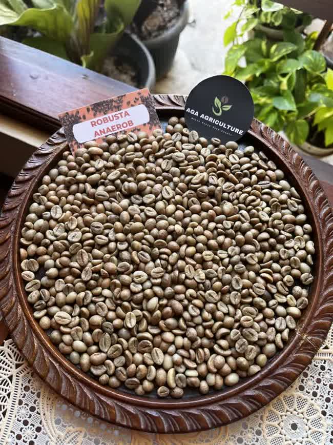 Robusta Anaerob