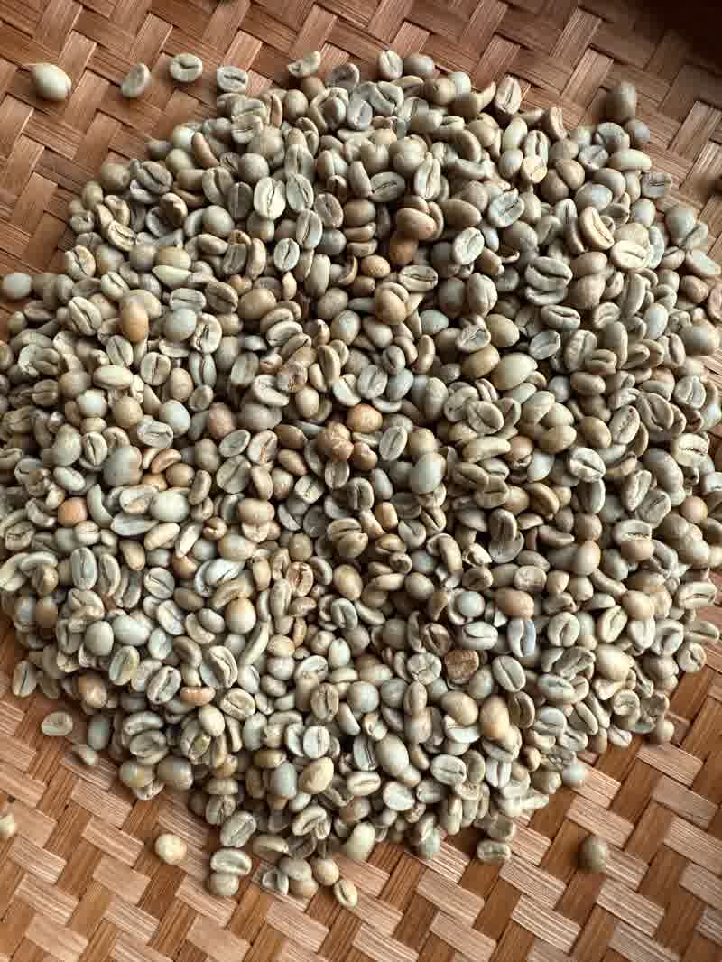 Biji kopi Arabica siap disangrai