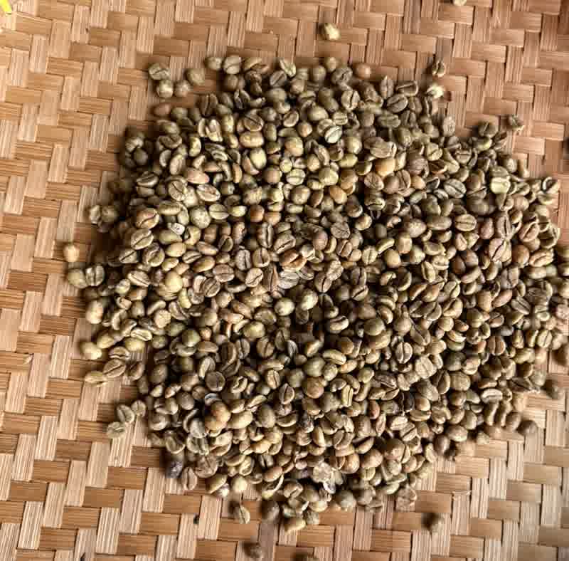 Biji kopi Excelsa dengan karakter fruity