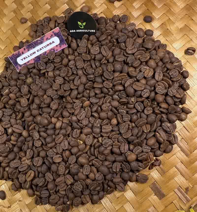 Roasted bean Arabica Yellow Caturra