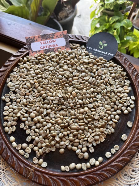 Arabica Yellow Caturra