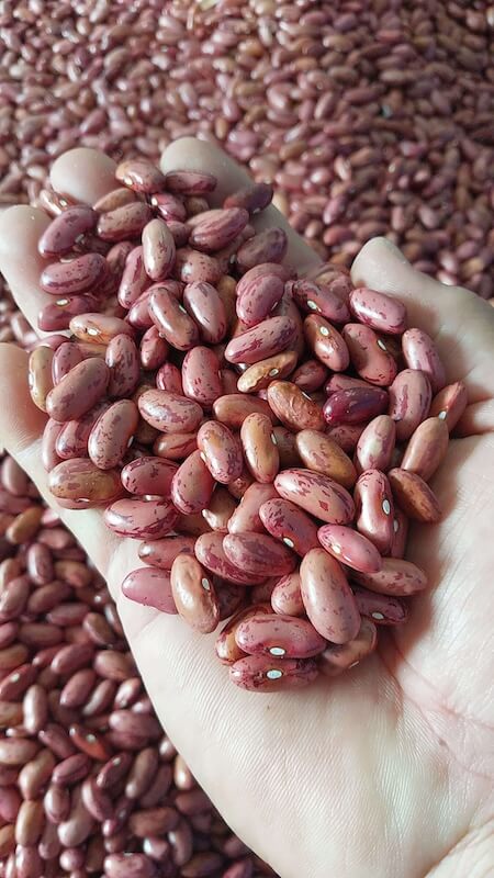 Organic red beans